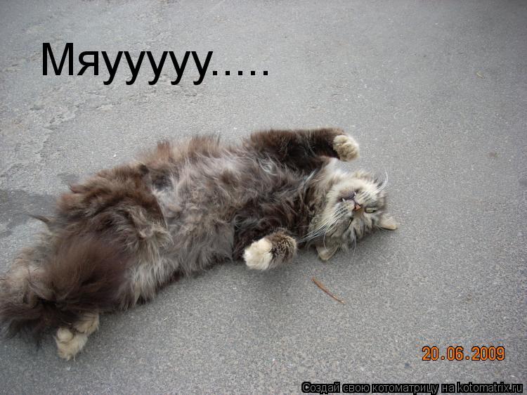 Мяууууу........ Котоматрица: Мяууууу.....