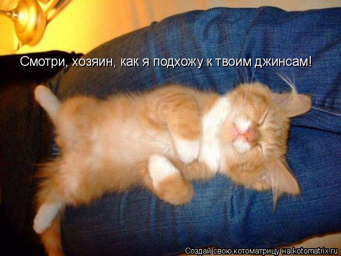Смотри, хозяин, как я подхожу к твоим джинсам!... Котоматрица: Смотри, хозяин, как я подхожу к твоим джинсам!
