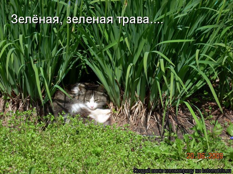 Зелёная, зеленая трава....... Котоматрица: Зелёная, зеленая трава....