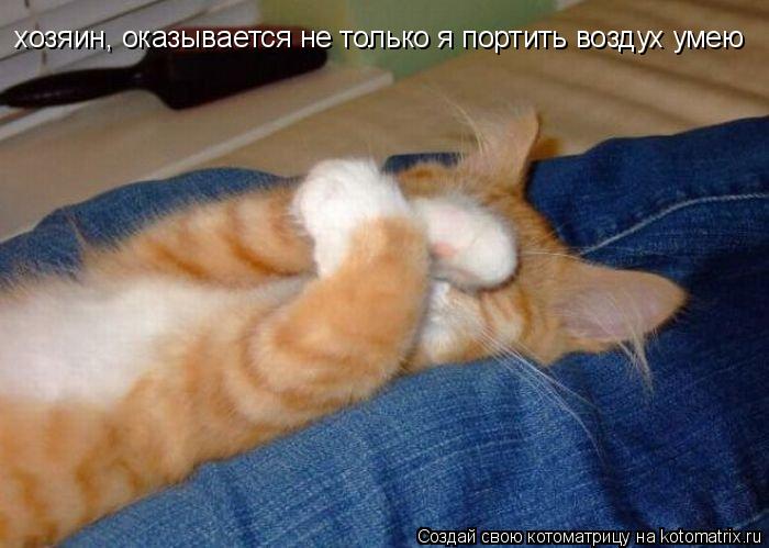 хозяин, оказывается не только я портить воздух умею... Котоматрица: хозяин, оказывается не только я портить воздух умею
