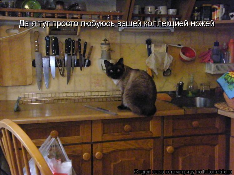 Котоматрица: Да я тут просто любуюсь вашей коллекцией ножей