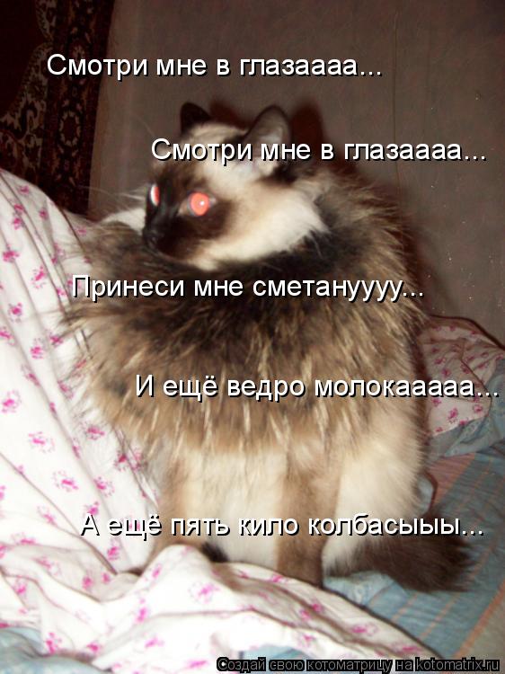 Котоматрица: Смотри мне в глазаааа... Смотри мне в глазаааа... Принеси мне сметануууу... И ещё ведро молокааааа... А ещё пять кило колбасыыы...