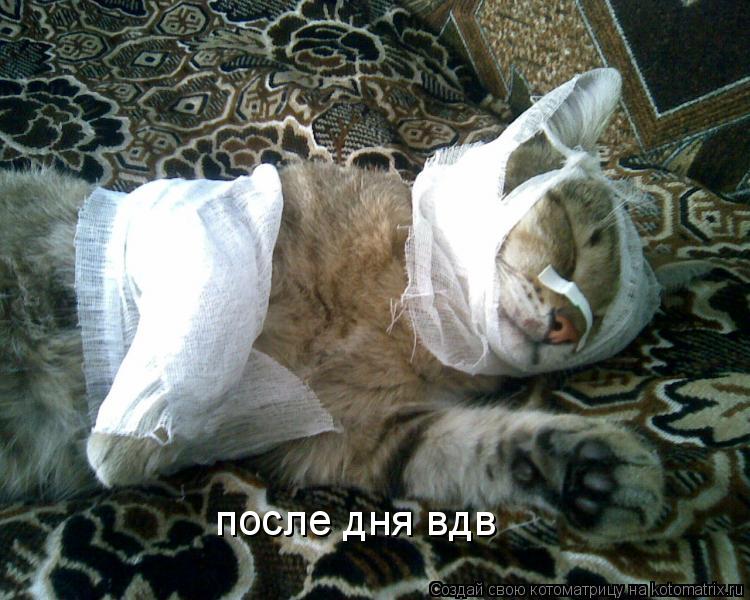 после дня вдв... Котоматрица: после дня вдв