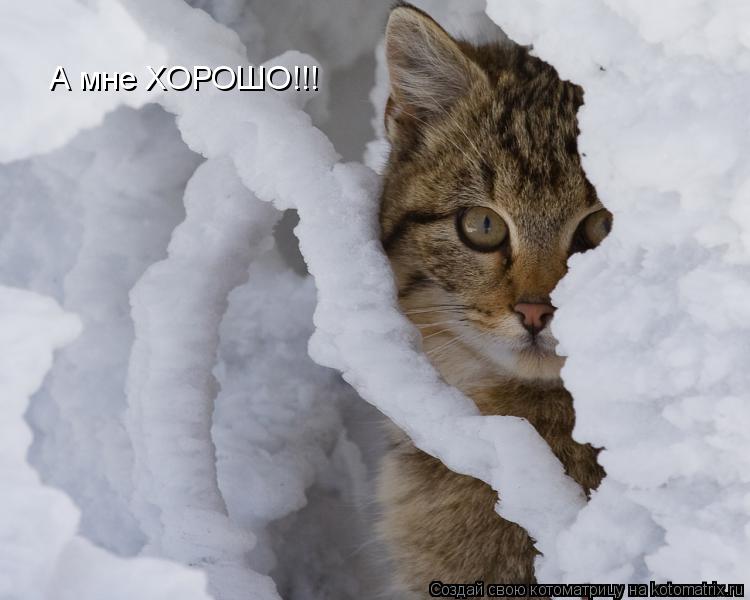 Котоматрица: А мне ХОРОШО!!!