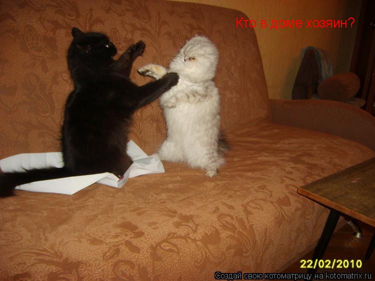 Котоматрица: Кто в доме хозяин?