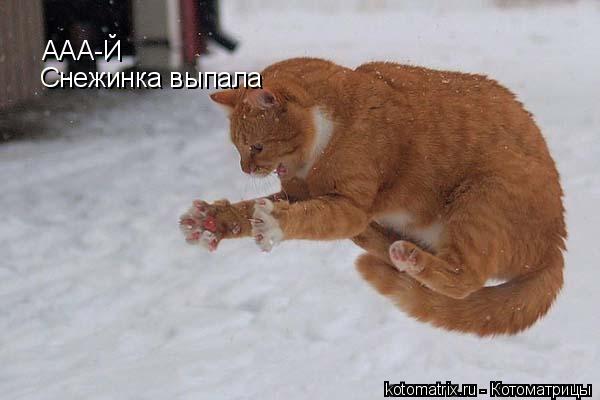ААА-Й Снежинка выпала... Котоматрица: ААА-Й Снежинка выпала
