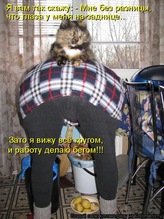 Я вам так скажу: - Мне без разницы, что глаза у меня на заднице.. Зато я вижу всё кругом, и работу де... Котоматрица: Я вам так скажу: - Мне без разницы, что глаза у меня на заднице.. Зато я вижу всё кругом, и работу делаю бегом!!!