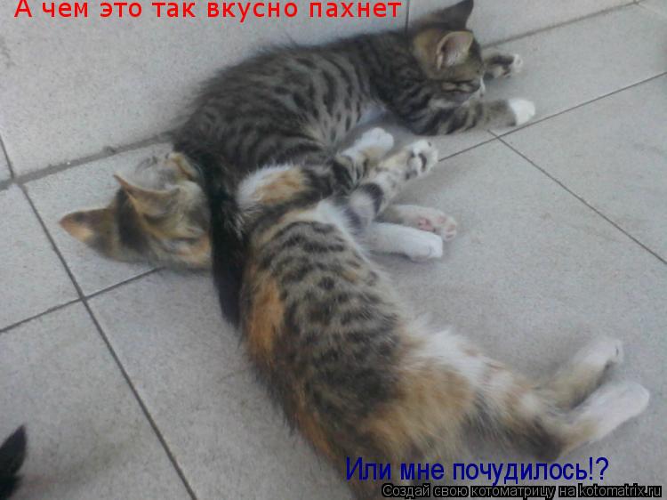 А чем это так вкусно пахнет Или мне почудилось!?... Котоматрица: А чем это так вкусно пахнет Или мне почудилось!?