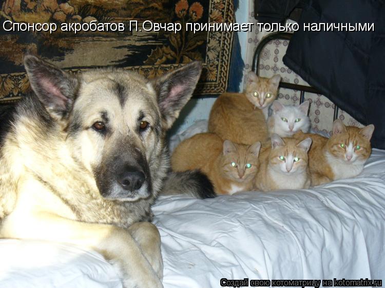 Спонсор акробатов П.Овчар принимает только наличными... Котоматрица: Спонсор акробатов П.Овчар принимает только наличными