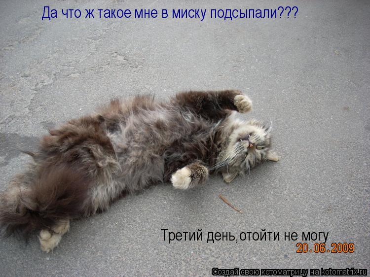 Да что ж такое мне в миску подсыпали??? Третий день,отойти не могу... Котоматрица: Да что ж такое мне в миску подсыпали??? Третий день,отойти не могу