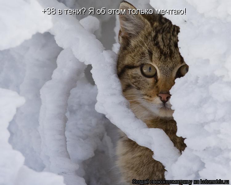 +38 в тени? Я об этом только мечтаю!... Котоматрица: +38 в тени? Я об этом только мечтаю!
