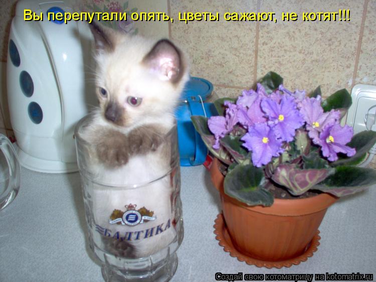 Вы перепутали опять, цветы сажают, не котят!!!... Котоматрица: Вы перепутали опять, цветы сажают, не котят!!!