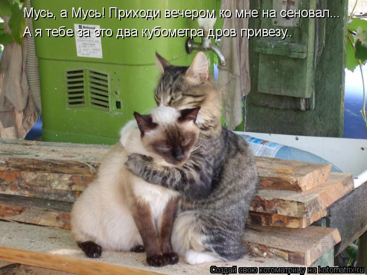 Мусь, а Мусь! Приходи вечером ко мне на сеновал... А я тебе за это два кубометра дров привезу..... Котоматрица: Мусь, а Мусь! Приходи вечером ко мне на сеновал... А я тебе за это два кубометра дров привезу..