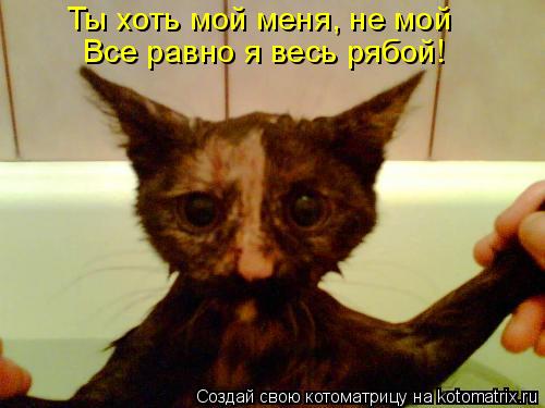 Ты хоть мой меня, не мой Все равно я весь рябой!... Котоматрица: Ты хоть мой меня, не мой Все равно я весь рябой!