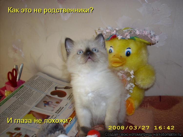Как это не родственники? И глаза не похожи?... Котоматрица: Как это не родственники? И глаза не похожи?