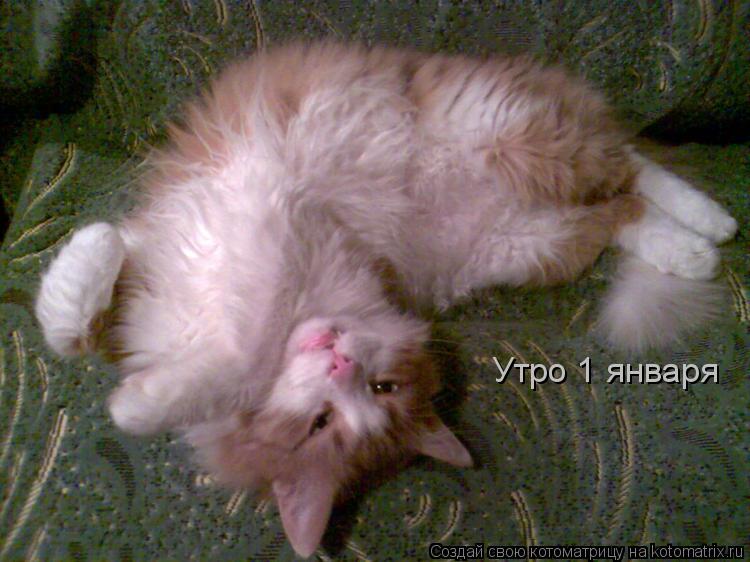 Утро 1 января... Котоматрица: Утро 1 января