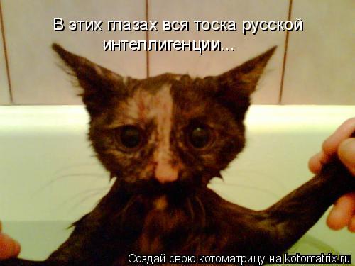 В этих глазах вся тоска русской интеллигенции...... Котоматрица: В этих глазах вся тоска русской интеллигенции...