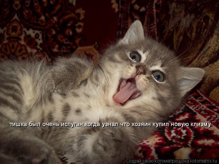 тишка был очень испуган,когда узнал что хозяин купил новую клизму... Котоматрица: тишка был очень испуган,когда узнал что хозяин купил новую клизму