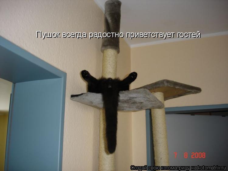 Пушок всегда радостно приветствует гостей... Котоматрица: Пушок всегда радостно приветствует гостей