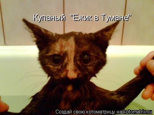 Купаный "Ежик в Тумане"... Котоматрица: Купаный "Ежик в Тумане"