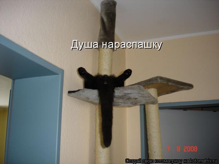 Душа нараспашку... Котоматрица: Душа нараспашку
