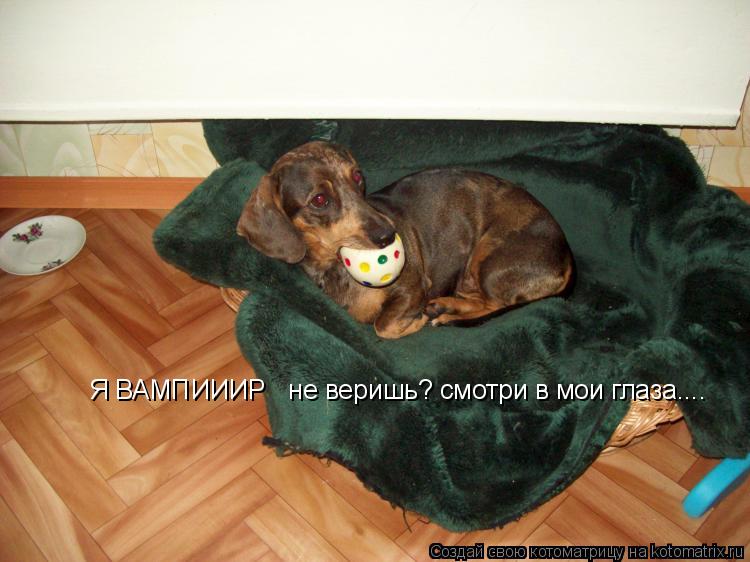 Я ВАМПИИИР не веришь? смотри в мои глаза....... Котоматрица: Я ВАМПИИИР не веришь? смотри в мои глаза....