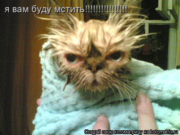 я вам буду мстить!!!!!!!!!!!!!!!!... Котоматрица: я вам буду мстить!!!!!!!!!!!!!!!!