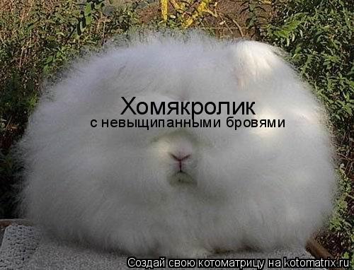 Хомякролик с невыщипанными бровями... Котоматрица: Хомякролик с невыщипанными бровями