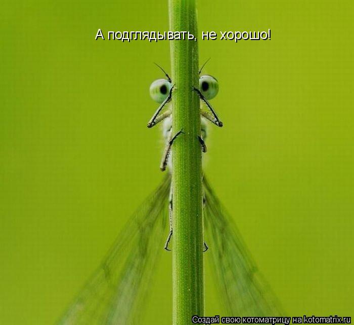 А подглядывать, не хорошо!... Котоматрица: А подглядывать, не хорошо!