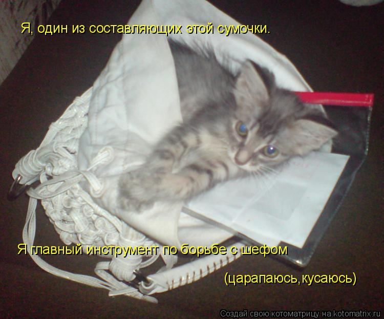 Я, один из составляющих этой сумочки. Я главный инструмент по борьбе с шефом (царапаюсь,кусаюсь)... Котоматрица: Я, один из составляющих этой сумочки. Я главный инструмент по борьбе с шефом (царапаюсь,кусаюсь)