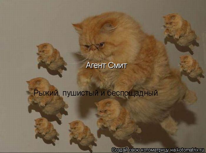 Агент Смит Рыжий, пушистый и беспощадный... Котоматрица: Агент Смит Рыжий, пушистый и беспощадный