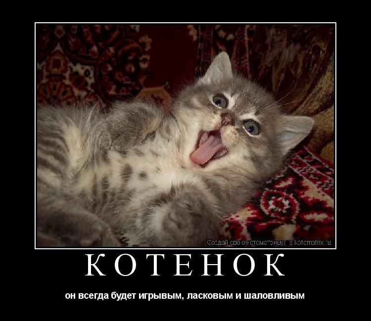 Котёнок он всегда будет игрывым, ласковым и шаловливым... Котоматрица: Котёнок он всегда будет игрывым, ласковым и шаловливым