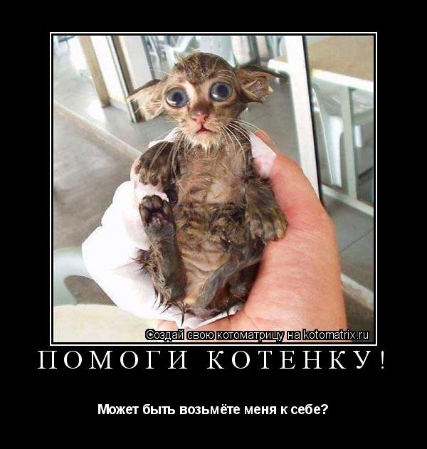 ПОМОГИ КОТЁНКУ! Может быть возьмёте меня к себе?... Котоматрица: ПОМОГИ КОТЁНКУ! Может быть возьмёте меня к себе?