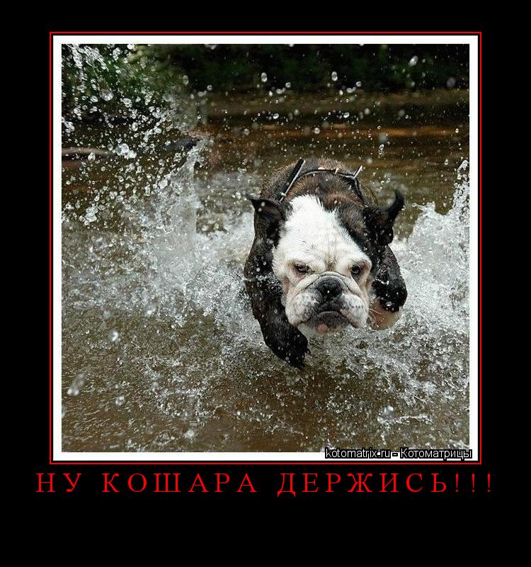 НУ КОШАРА ДЕРЖИСЬ!!! ... Котоматрица: НУ КОШАРА ДЕРЖИСЬ!!!