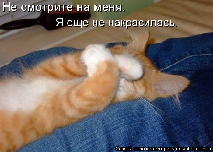 Не смотрите на меня. Я еще не накрасилась.... Котоматрица: Не смотрите на меня. Я еще не накрасилась.