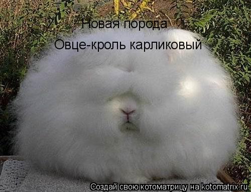 Овце-кроль карликовый Новая порода... Котоматрица: Овце-кроль карликовый Новая порода