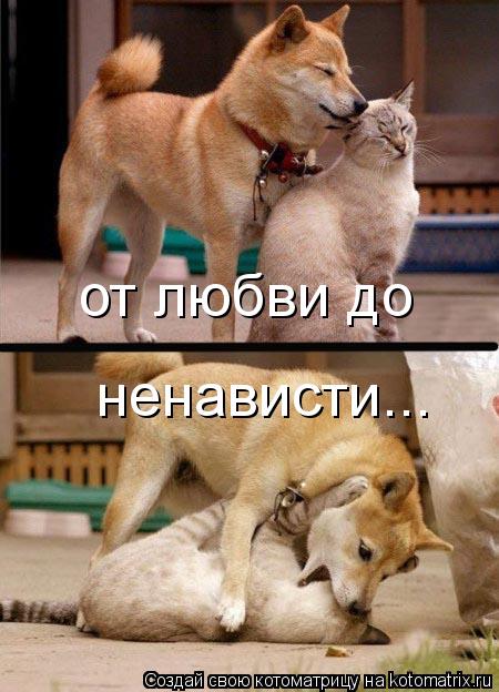 от любви до ненависти...... Котоматрица: от любви до ненависти...
