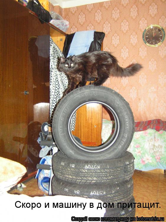 Скоро и машину в дом притащит.... Котоматрица: Скоро и машину в дом притащит.
