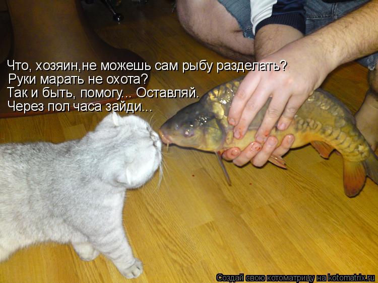 Что, хозяин,не можешь сам рыбу разделать? Руки марать не охота? Так и быть, помогу... Оставляй. Через... Котоматрица: Что, хозяин,не можешь сам рыбу разделать? Руки марать не охота? Так и быть, помогу... Оставляй. Через пол часа зайди...