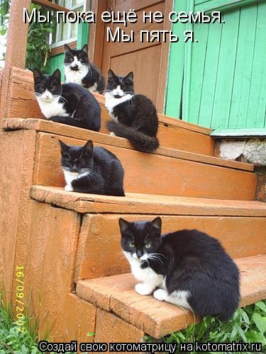 Мы пока ещё не семья. Мы пять я.... Котоматрица: Мы пока ещё не семья. Мы пять я.