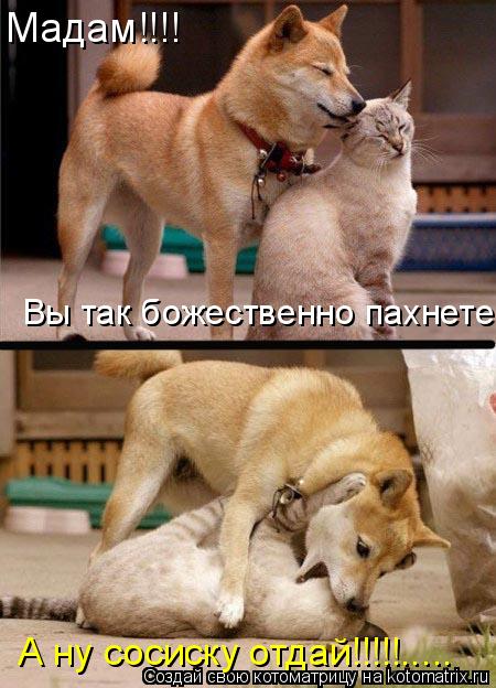 Мадам!!!! Вы так божественно пахнете... А ну сосиску отдай!!!!!........ Котоматрица: Мадам!!!! Вы так божественно пахнете... А ну сосиску отдай!!!!!.....