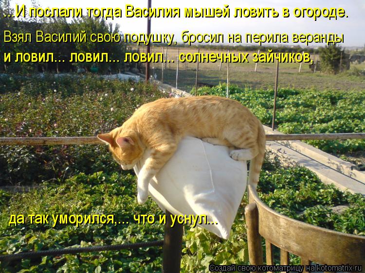 ...И послали тогда Василия мышей ловить в огороде. Взял Василий свою подушку, бросил на перила веран... Котоматрица: ...И послали тогда Василия мышей ловить в огороде. Взял Василий свою подушку, бросил на перила веранды и ловил... ловил... ловил... солнечных за