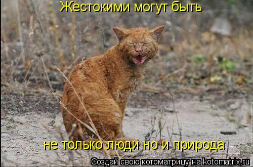 Жестокими могут быть не только люди но и природа... Котоматрица: Жестокими могут быть не только люди но и природа