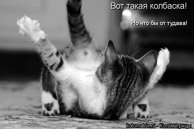 Вот такая колбаска! Но что бы от тудааа!... Котоматрица: Вот такая колбаска! Но что бы от тудааа!