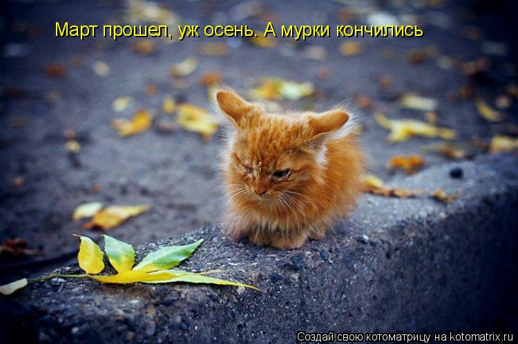 Март прошел, уж осень. А мурки кончились... Котоматрица: Март прошел, уж осень. А мурки кончились