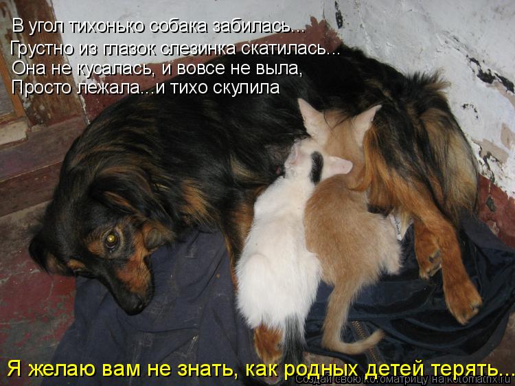 Она не кусалась, и вовсе не выла, Грустно из глазок слезинка скатилась... В угол тихонько собака заби... Котоматрица: Она не кусалась, и вовсе не выла, Грустно из глазок слезинка скатилась... В угол тихонько собака забилась... Просто лежала...и тихо скулила Я же