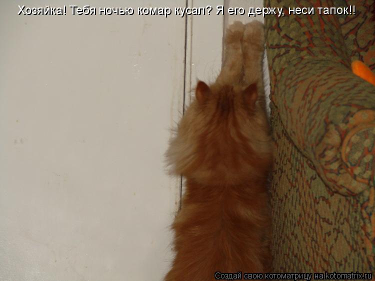 Котоматрица: Хозяйка! Тебя ночью комар кусал? Я его держу, неси тапок!!