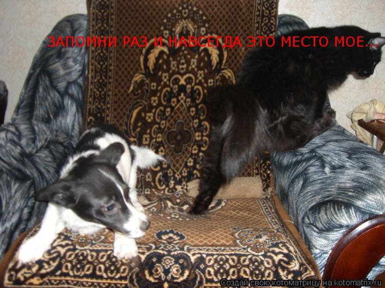 ЗАПОМНИ РАЗ И НАВСЕГДА ЭТО МЕСТО МОЕ...... Котоматрица: ЗАПОМНИ РАЗ И НАВСЕГДА ЭТО МЕСТО МОЕ...