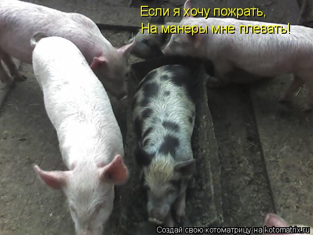 Если я хочу пожрать, Если я хочу пожрать, На манеры мне плевать!... Котоматрица: Если я хочу пожрать, Если я хочу пожрать, На манеры мне плевать!