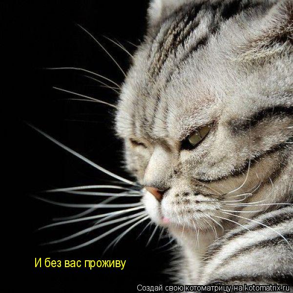 И без вас проживу... Котоматрица: И без вас проживу